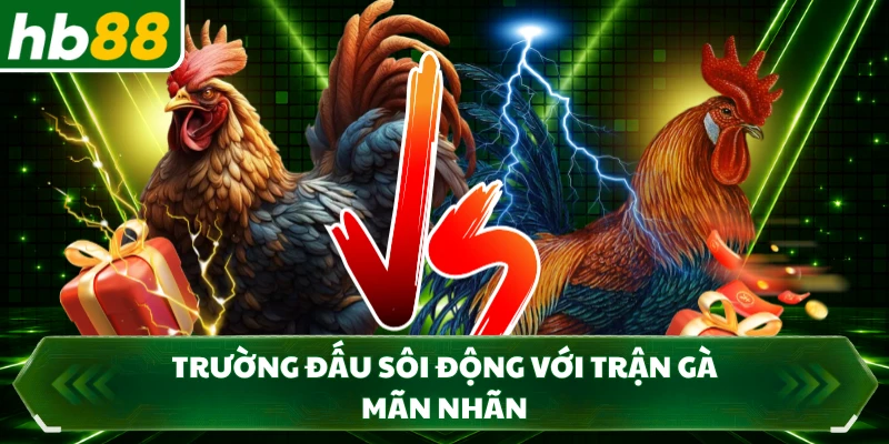 Trường đấu sôi động với trận gà mãn nhãn